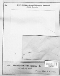 Monodictys cellulosa image